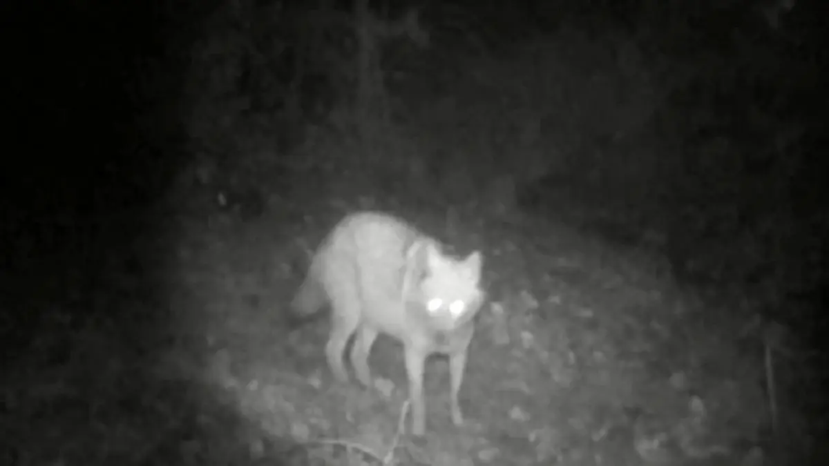 Bilecik Gümüşdere Köyü'nde Fotokapanda Yakalanan Kurt ve Çakal Görüntüleri