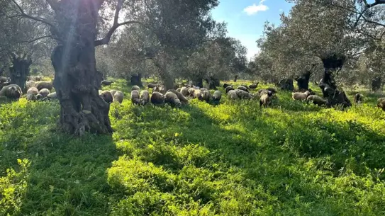 Zeytinliklerde otlatma yasağı uygulama sahası