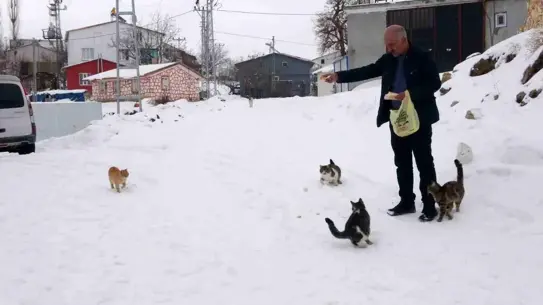 Muhtar Ali Rıza Bildik, hayvanlarına yem verirken