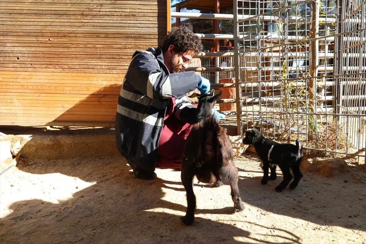 Antalya Doğal Yaşam Parkı’nda Kış Aylarına Özel Hayvan Koruma Önlemleri