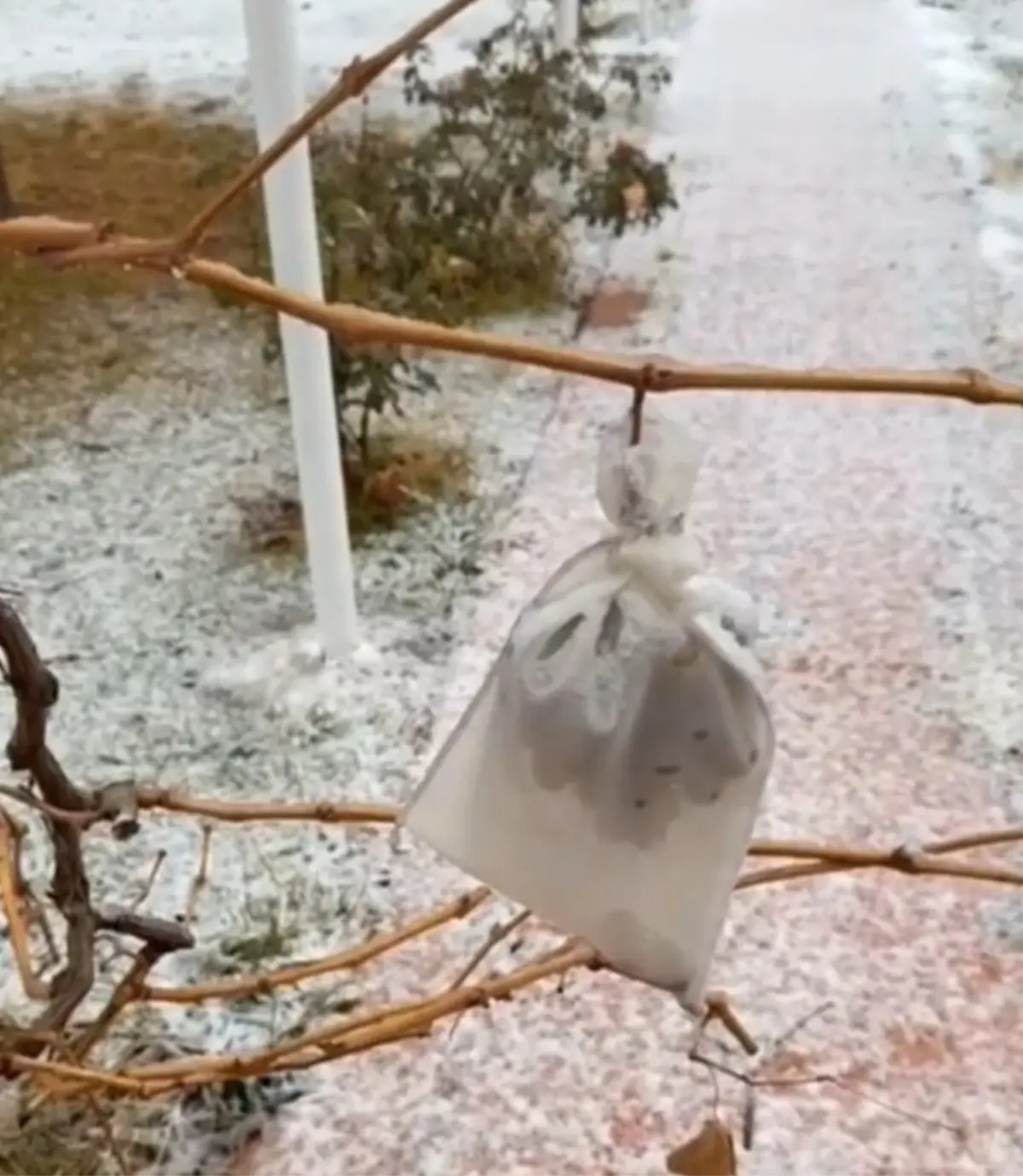 Kırşehir’de -10°C’de Organik Üzüm Hasadı: Soğukta Doğal Toplama