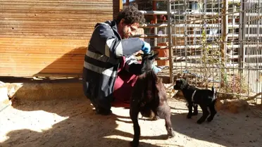 İklimlendirilmiş hayvan barınağı içi