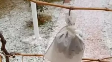 Organik üzüm dalları - soğukta toplanıyor