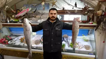 Balık tezgahında taze deniz ürünleri