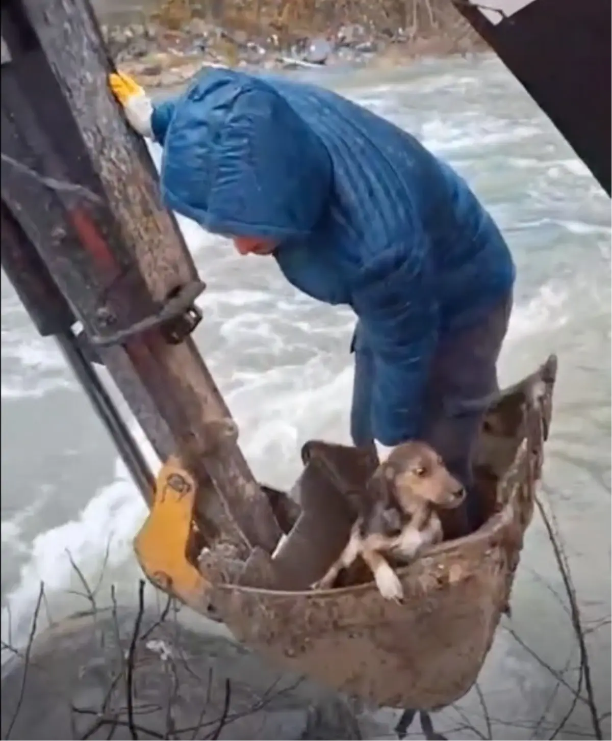 Dereli'de Mahsur Kalan Yavru Köpek Belediye Ekipleri Tarafından Kurtarıldı