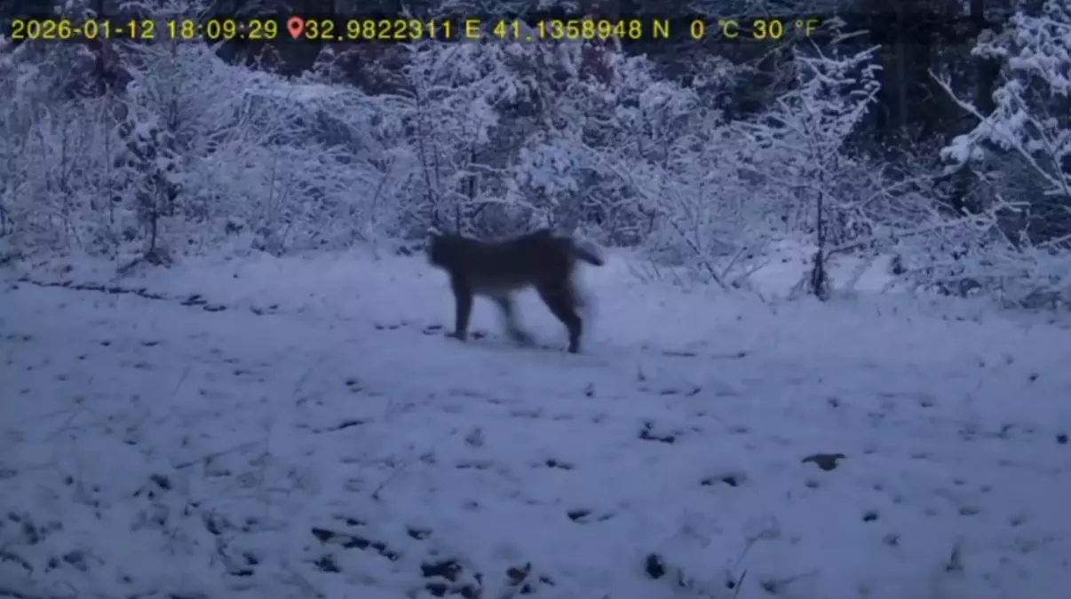 Karabük Ovacık Ormanında Fotokapana Yakaladığı Kurt ve Vaşak Görüntüleri