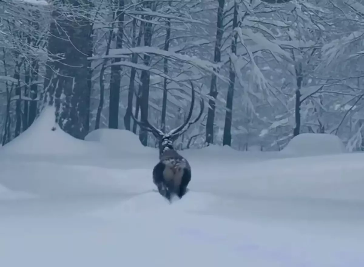 Kartepe'de Karla Kaplı Kuzuyayla Tabiat Parkı'nda Kızılgeyik Görüntüsü