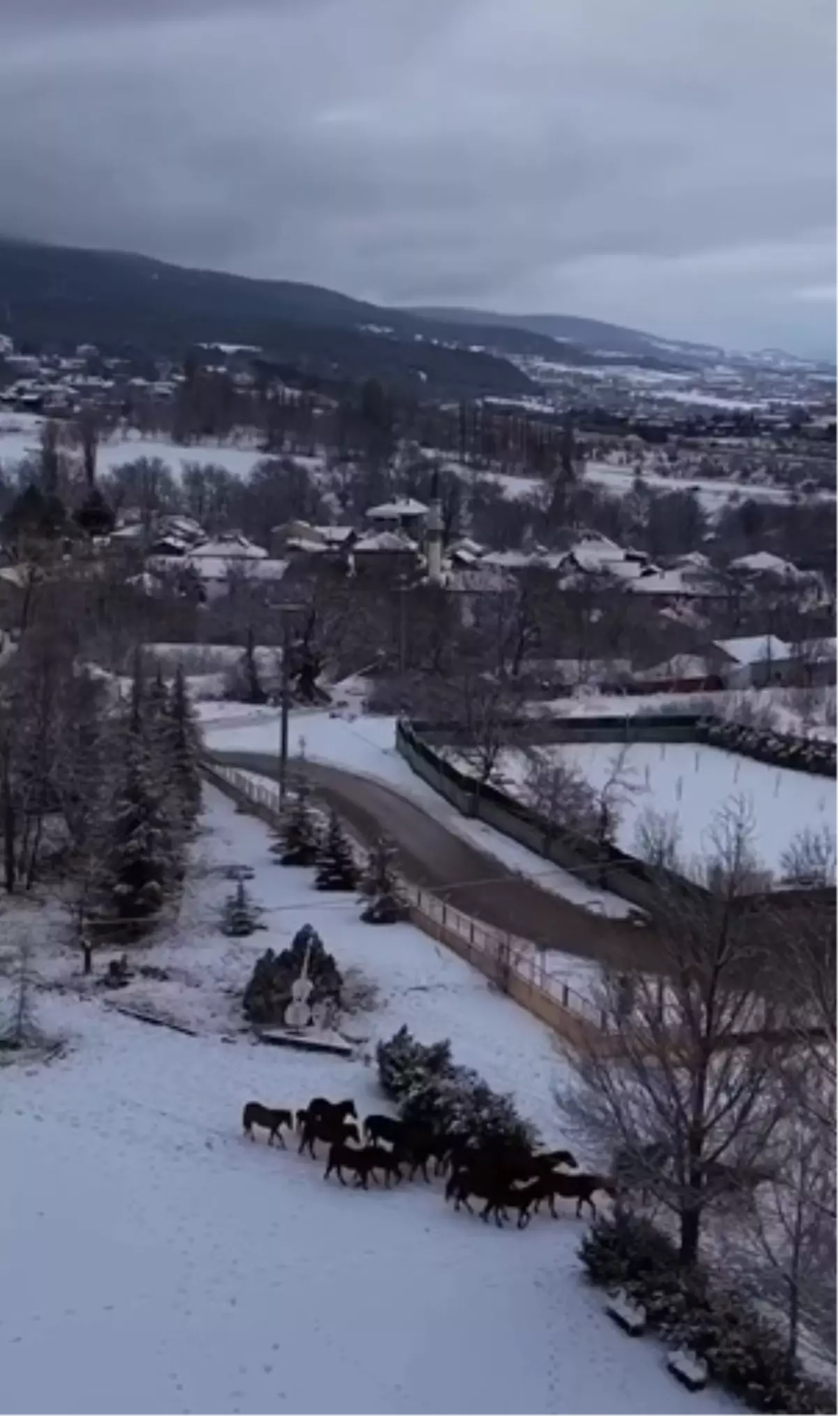 Bolu’da Kar Yağışı Sonrası Yılkı Atları Şehir Merkezine Yol Aldı