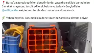 Denetim sırasında ele geçirilen makak maymunları
