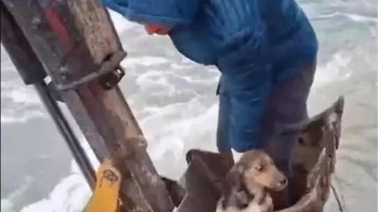 Kurtarılan yavru köpek belediye ekipleriyle