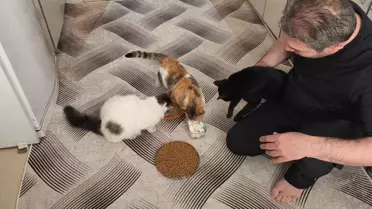 Sokak kedileri için hazırlanan kedi yuvası