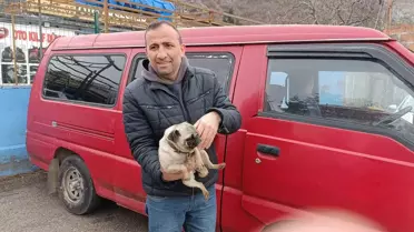 Kurtarılan yavru köpek