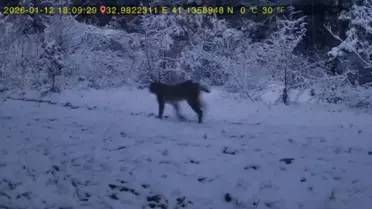 Fotokapanda yakalanan kurt ve vaşak fotoğrafı