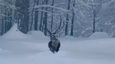 Kızılgeyiğin karla kaplı ortamda yakın çekim fotoğrafı