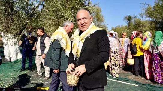 Ayvalık zeytinyağı üretim sahası