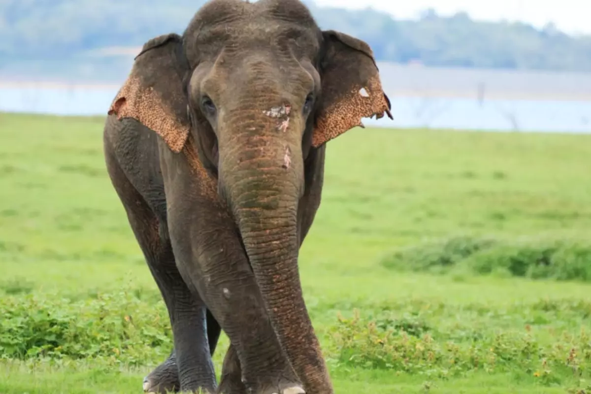 Jharkhand'ta Tek Dişli Filin Yol Açtığı Felaket ve Yapay Zekâ Destekli Arama Operasyonu