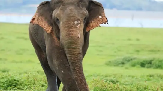 Yapay zekâ destekli fil izleme sistemi