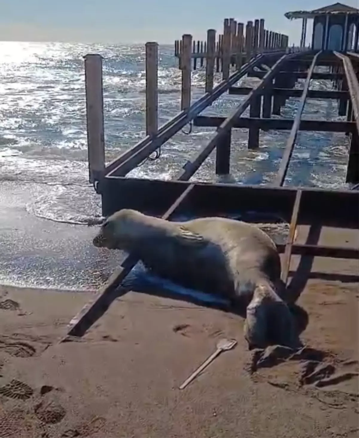 Serik'te Akdeniz Fokunun Sahilde Yaşadığı Anlık Müdahale