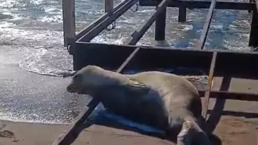 Fokun otel sahilinde görüntüsü