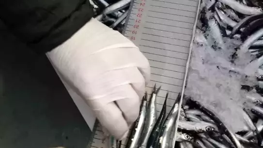 Trabzon’da su ürünleri denetimi sırasında ele geçirilen balık ve deniz ürünleri