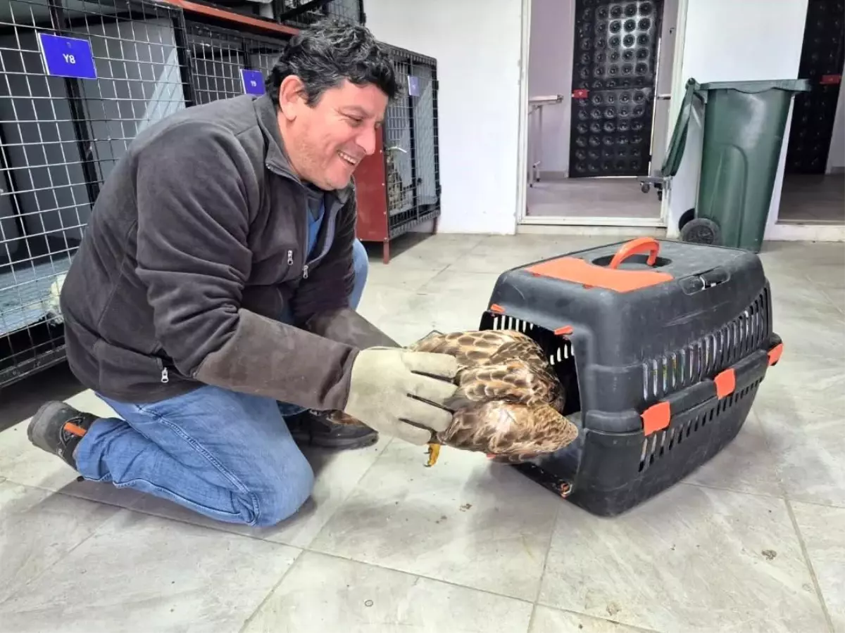 Germencik Belediyesi’nin WhatsApp İhbar Hattı, Yaralı Şahini Doğaya Döndürdü