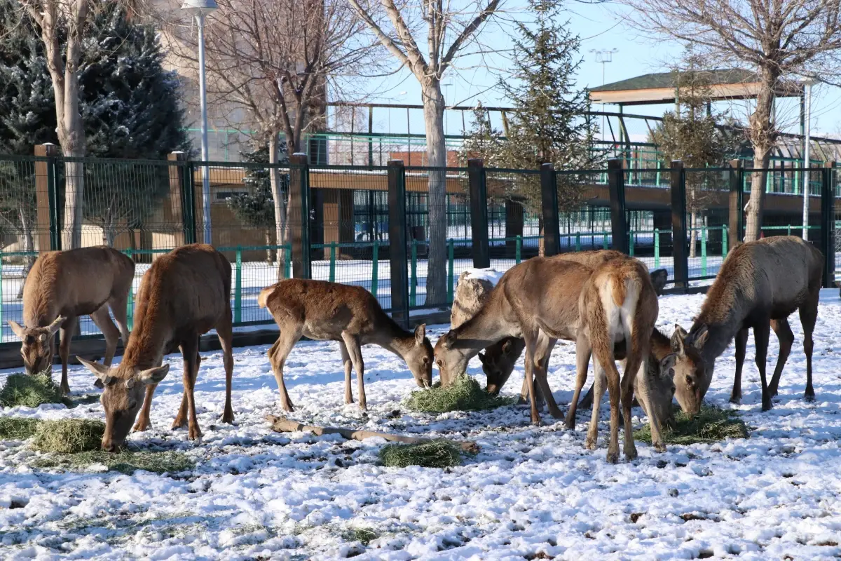 Kayseri Hayvanat Bahçesi'nde Kış İçin Alınan Önlemler ve Hayvan Bakımı