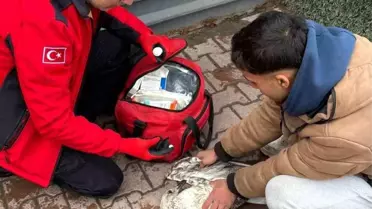 Kurtarılan martının suya bırakılması