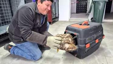 Yaralı şahin tedavi sürecinde