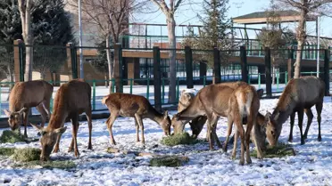 Kayseri Hayvanat Bahçesi'nde kullanılan ısıtma sistemleri