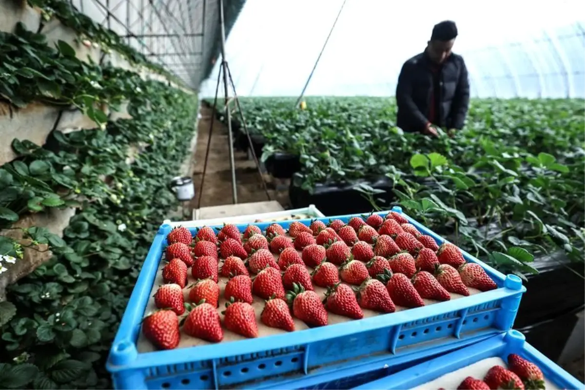 Donggang’ın Çilek Üretiminde Öncü Rolü: 100 Bin Aile Bir Arada