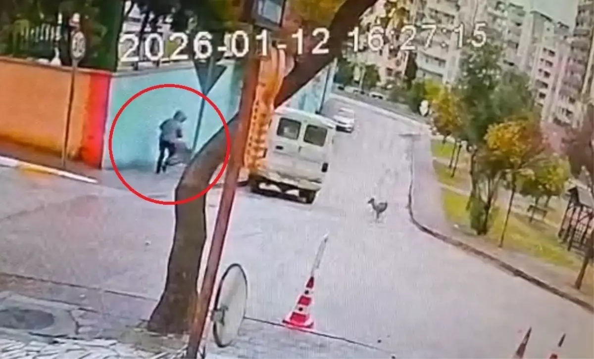 Adana’da Sahipsiz Kurt Köpekleri Kadına Saldırdı