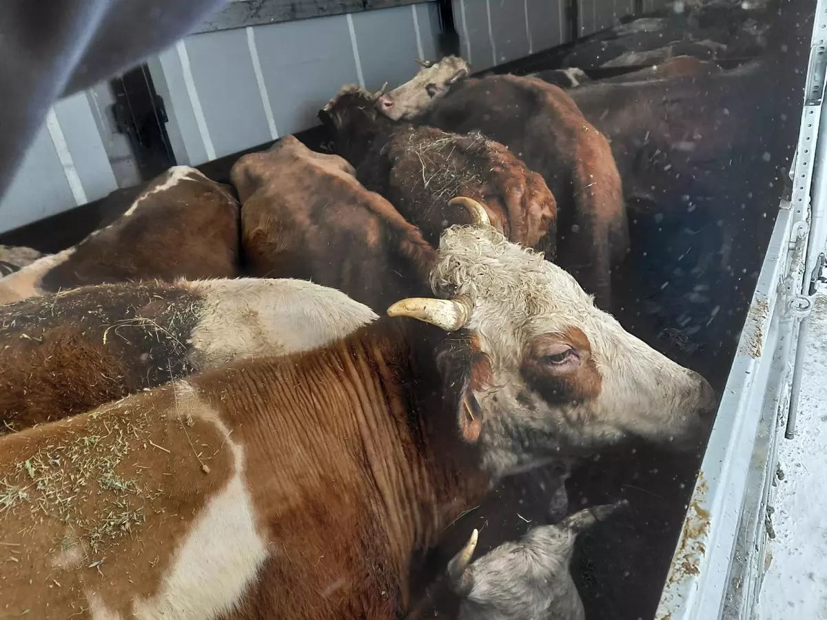 Karlı Dağ Yolunda Mahsur Kalan TIR’deki Hayvanlara Ot ve Saman Temini