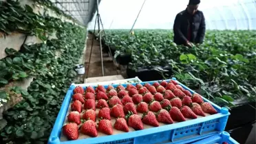 Donggang’da organik çilek hasadı