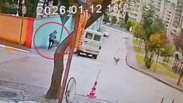 Sahipsiz kurt köpeklerinin saldırı anı