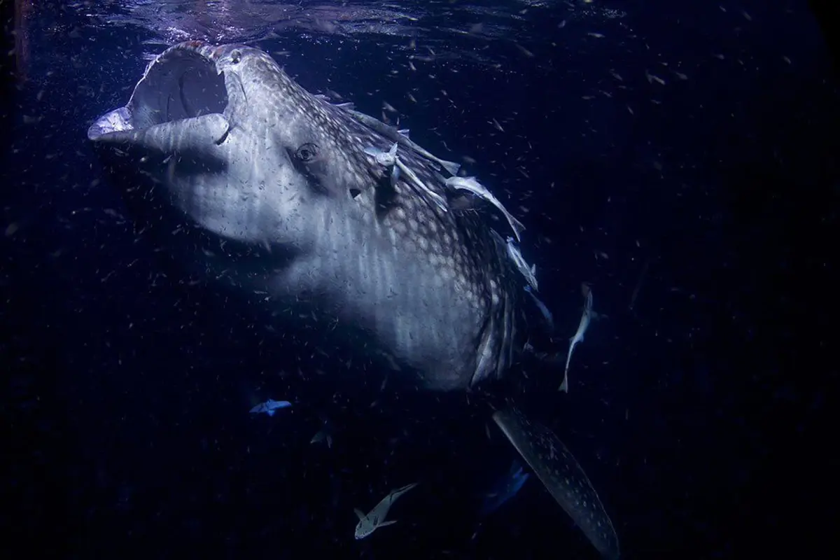 12 Metrelik Dev Deniz Yılanı Palaeophis colossaeus Keşfedildi