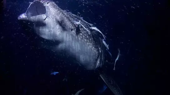 Palaeophis colossaeus kemik yapısı