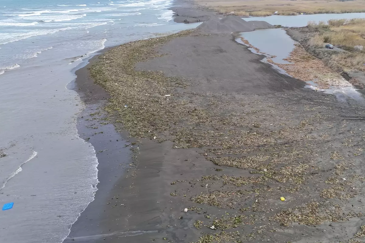 Hatay’da Su Sümbülleri Dalga Dalga Sahili Sarıyor