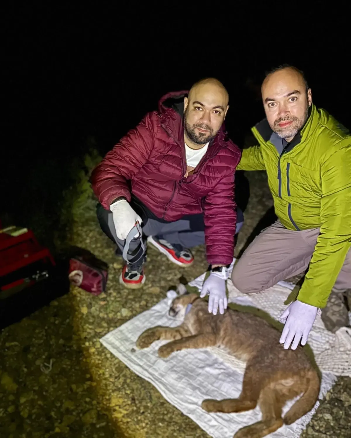 Karakulak, Akdeniz Ekosistemleri İçin Gösterge Tür Olarak Resmi Olarak Tanındı