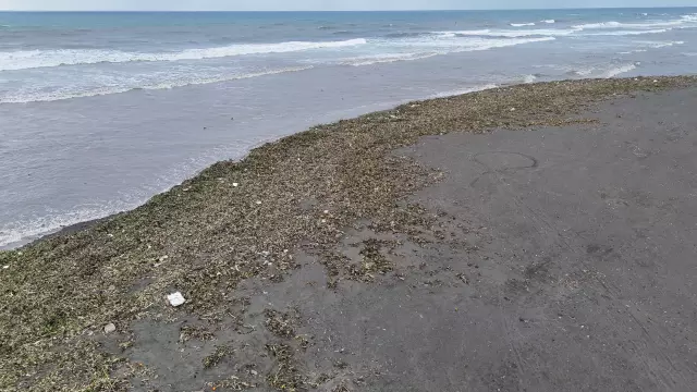 Samandağ sahilinde yeşil su sümbülleri
