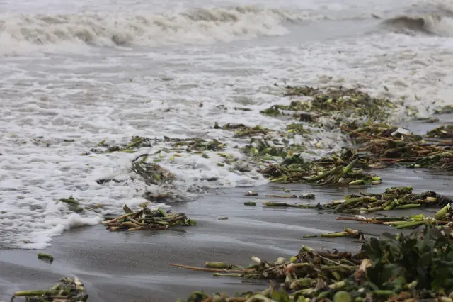 Kıyı şeridinde su sümbülleriyle kaplı taşlar