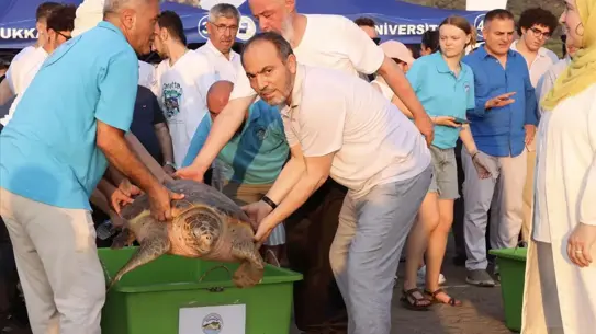 Atlas kaplumbağasının denizde yol alışı