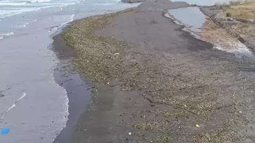 Denizde dalgalarla birlikte su sümbülleri