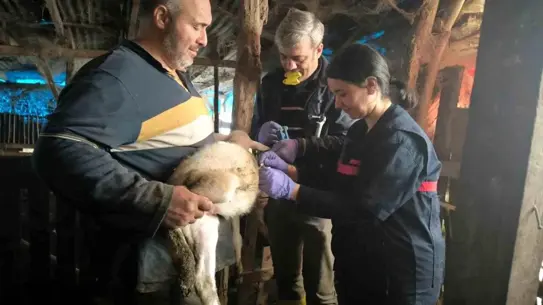 Yalova hayvan sağlık kontrol noktası