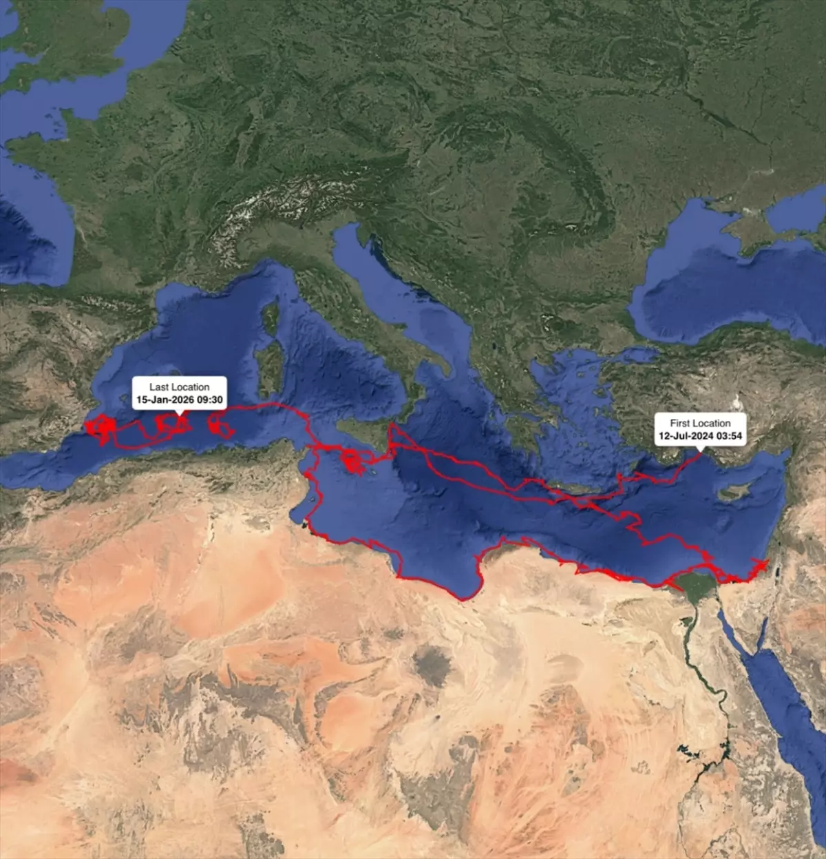 Gümüş adlı Caretta Caretta’nın 24.000 km’lik Olağanüstü Göç Rotası