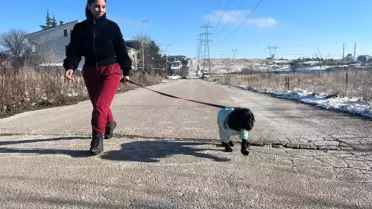 Klinikte tedavi edilen Hera köpeği