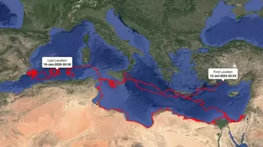 Uzaydan izlenen Gümüş caretta caretta