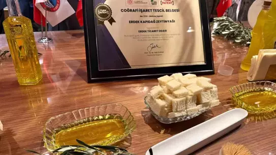 Kapıdağ bölgesinde zeytinyağı hasadı