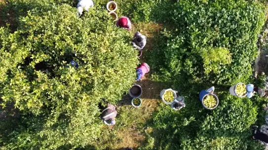 Tarım ÜFE Aralık 2025 yıllık %36,01 artış detay grafiği