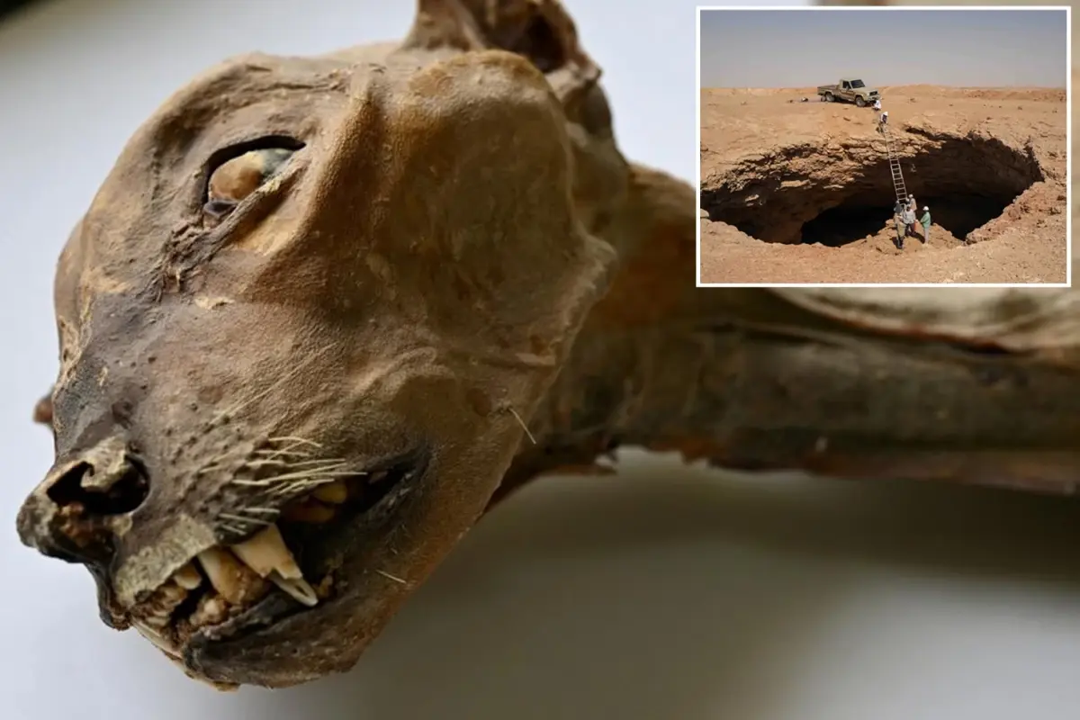 Suudi Arabistan'ın Lauga Mağarası'nda Doğal Yollarla Mumyalanan 7 Çita ve 54 Kalıntı Keşfedildi