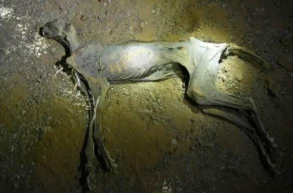 Çita kalıntılarının detaylı fotoğrafı